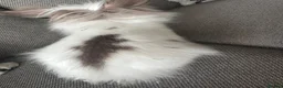 Lionhead rabbits for sale: Gorgeous female lion head rabbit  - Advert 7