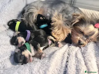 Yorkshire Terrier dogs Luxury Tiny Biewer ✨ 1 girl & 1 boy left ❤️❤️ - Advert 15