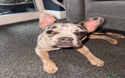 French Bulldog dogs for sale: Merle Female Frenchie For Sale  - Image 5