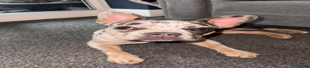 French Bulldog Puppy 1