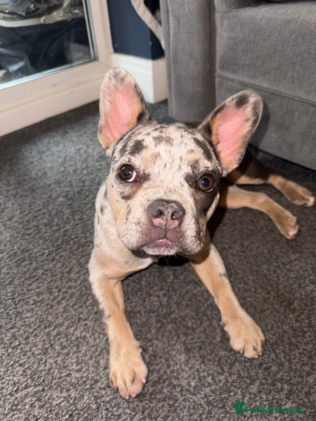 French Bulldog dogs for sale: Merle Female Frenchie For Sale  - Image 5