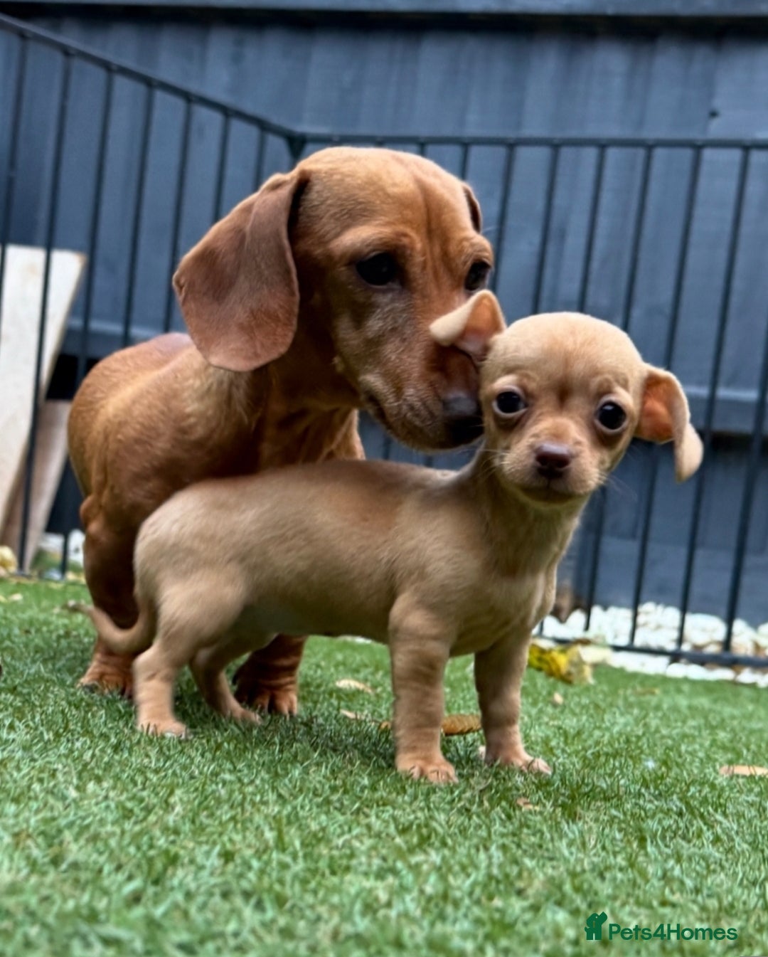 Mixed Breed dogs for sale: LAST ONE LEFT Micro Chiweenie – Smallest in the UK - Image 6