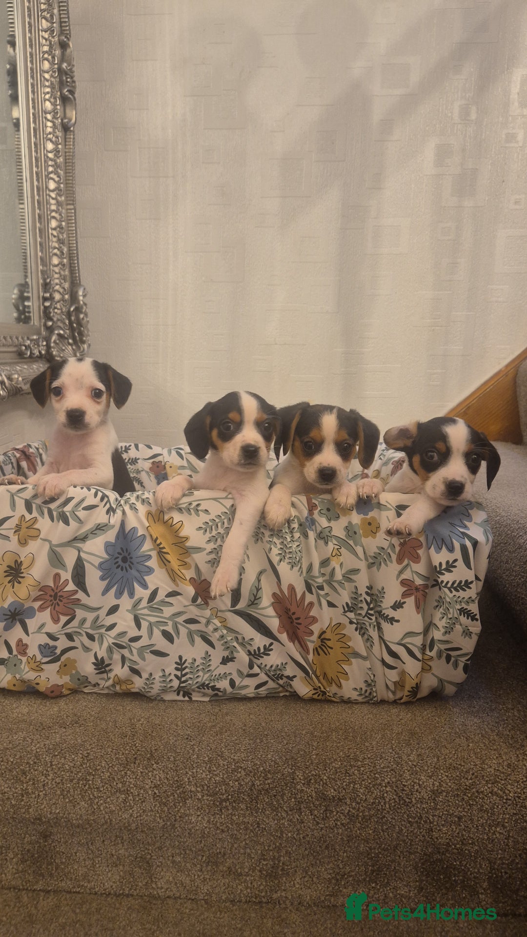 Mixed Breed dogs for sale: Jack russell x cavalier king Charles  - Image 5