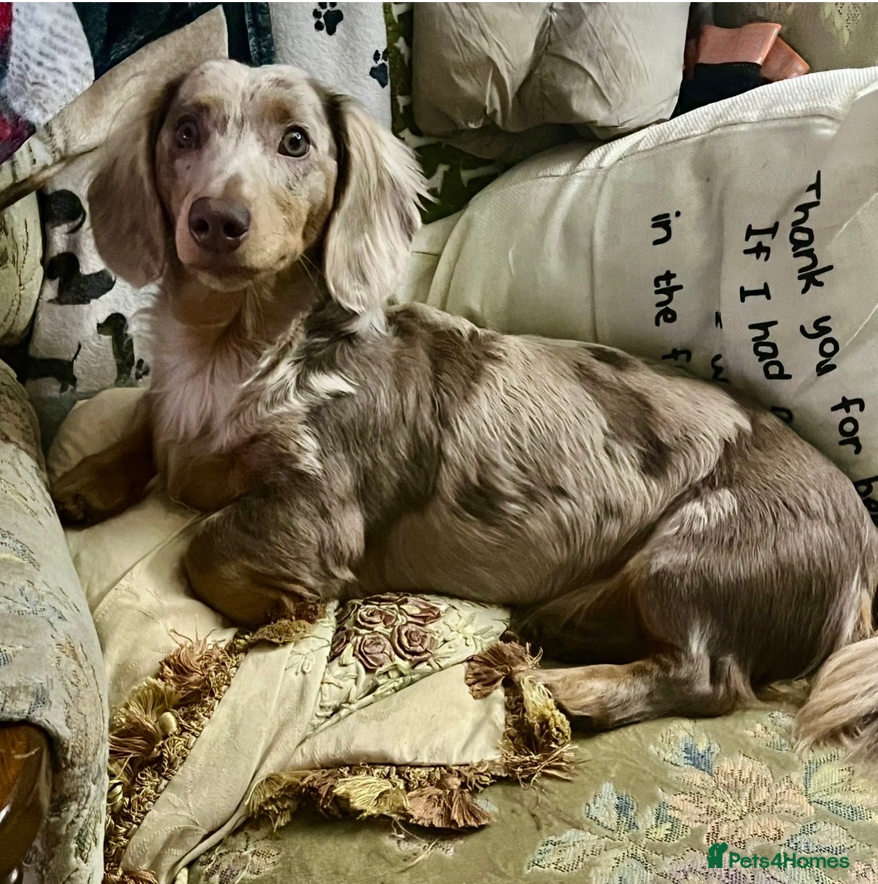 Miniature Dachshund dogs 1 year old L hair mini Isabella dapple Dachshund - Advert 6