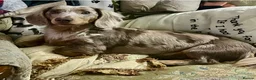 Miniature Dachshund dogs for sale: 1 year old L hair mini Isabella dapple Dachshund - Advert 1