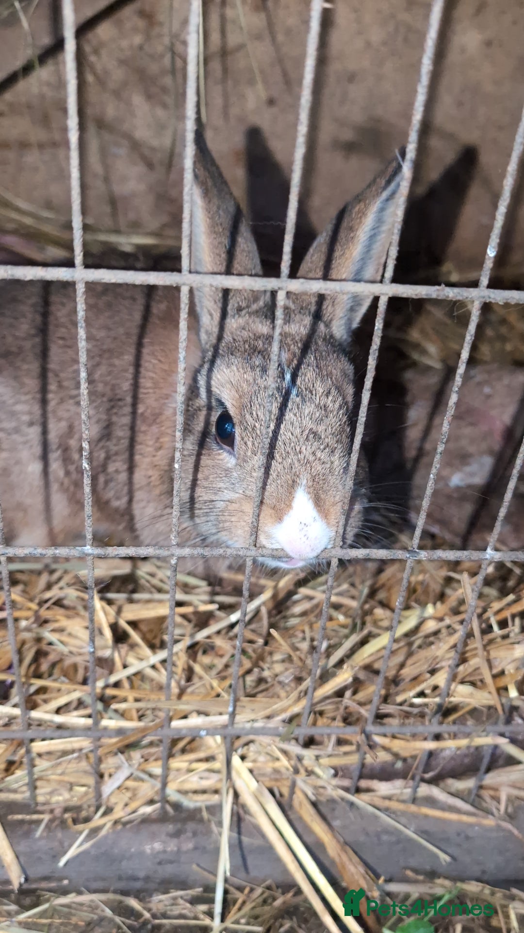 English rabbits for sale: Various Rabbits And Bunnies. Mixed Gender, colours - Advert 14