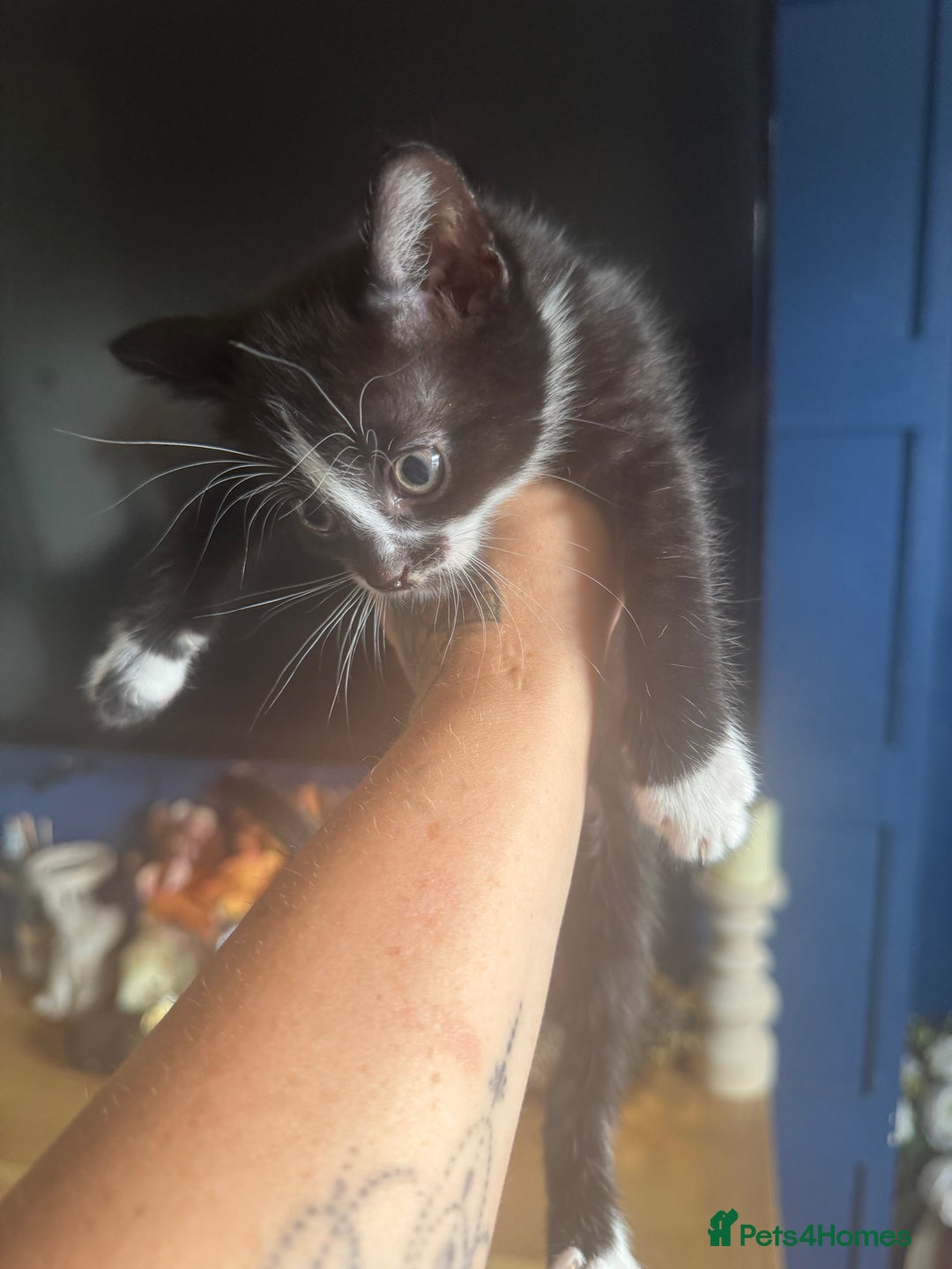 Bengal cats for sale: Beautiful kittens  - Image 10