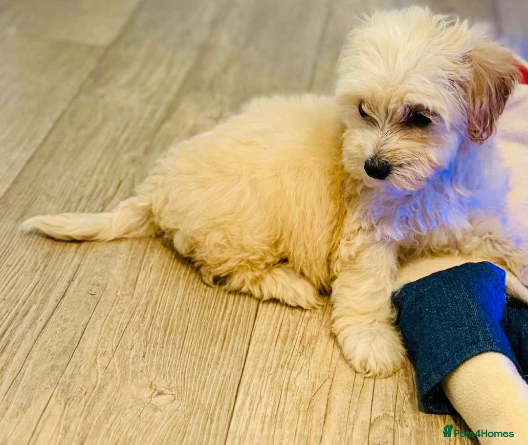 Maltipoo dogs for sale: Maltipoo  - Image 9