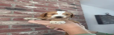 Cockapoo 1