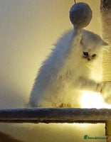 Persian cats 🐤White shaded gold/silver kittens ready to go - Advert 4