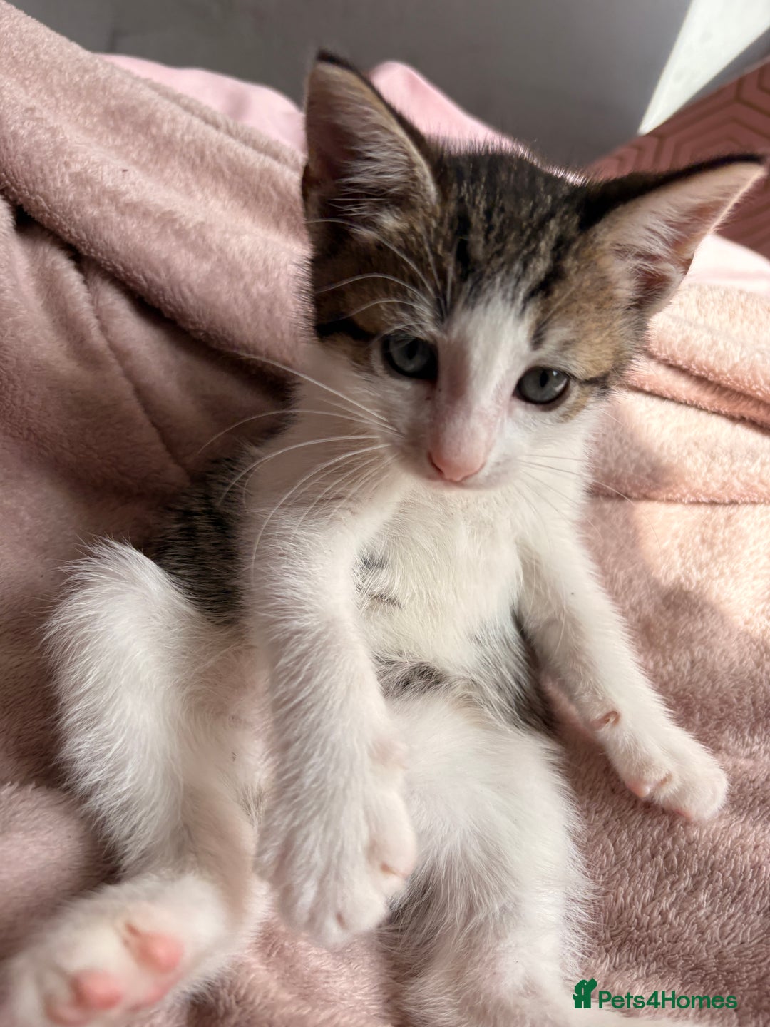 British Shorthair cats for sale: 2 male kittens for sale - Image 1