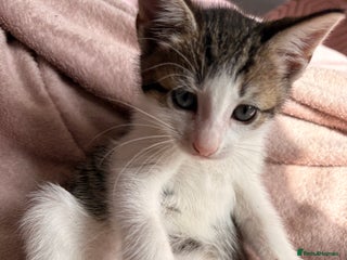 British Shorthair cats - Advert 19