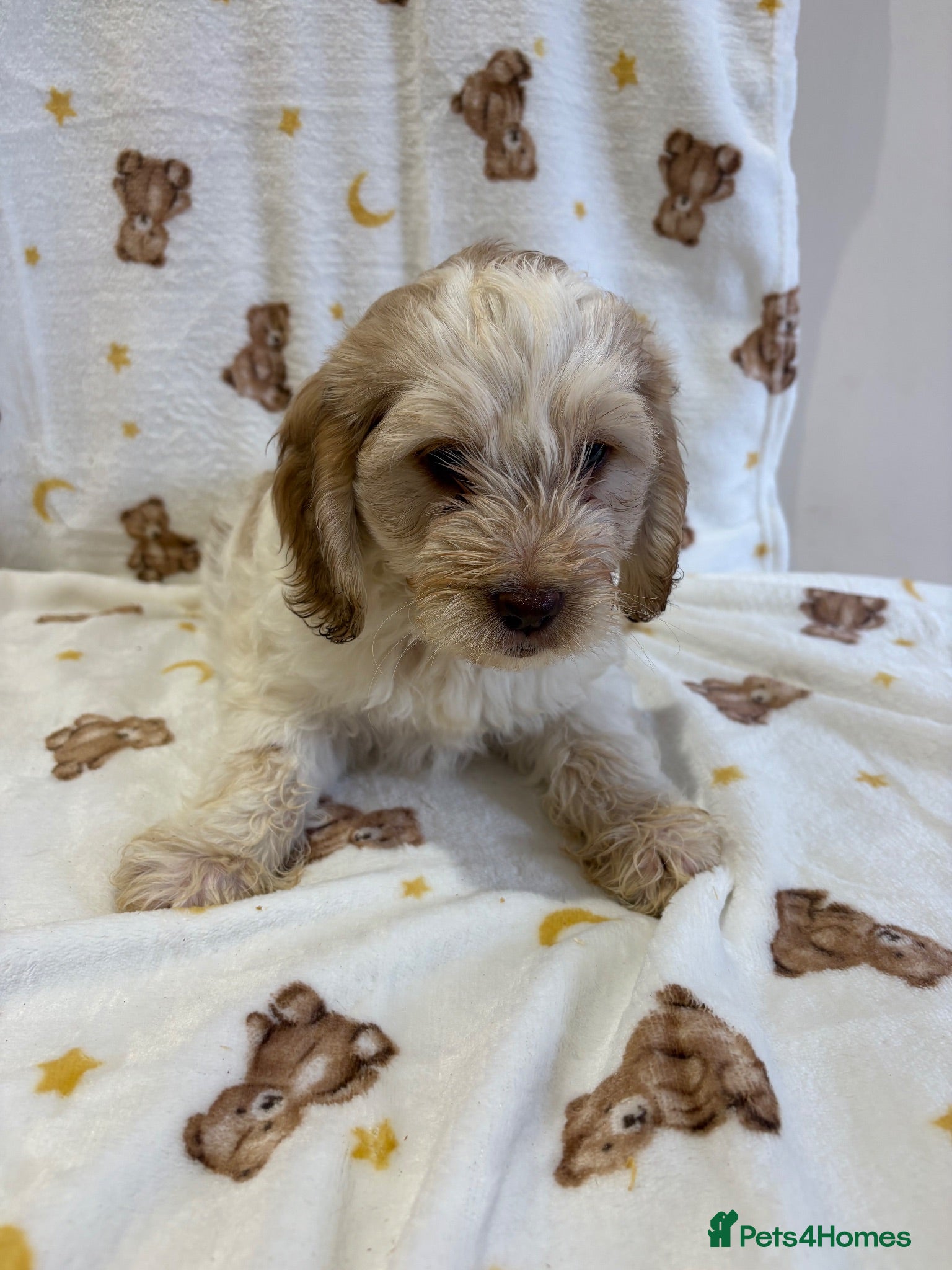 Cockapoo dogs Cockapoo puppies for sale  - Advert 1