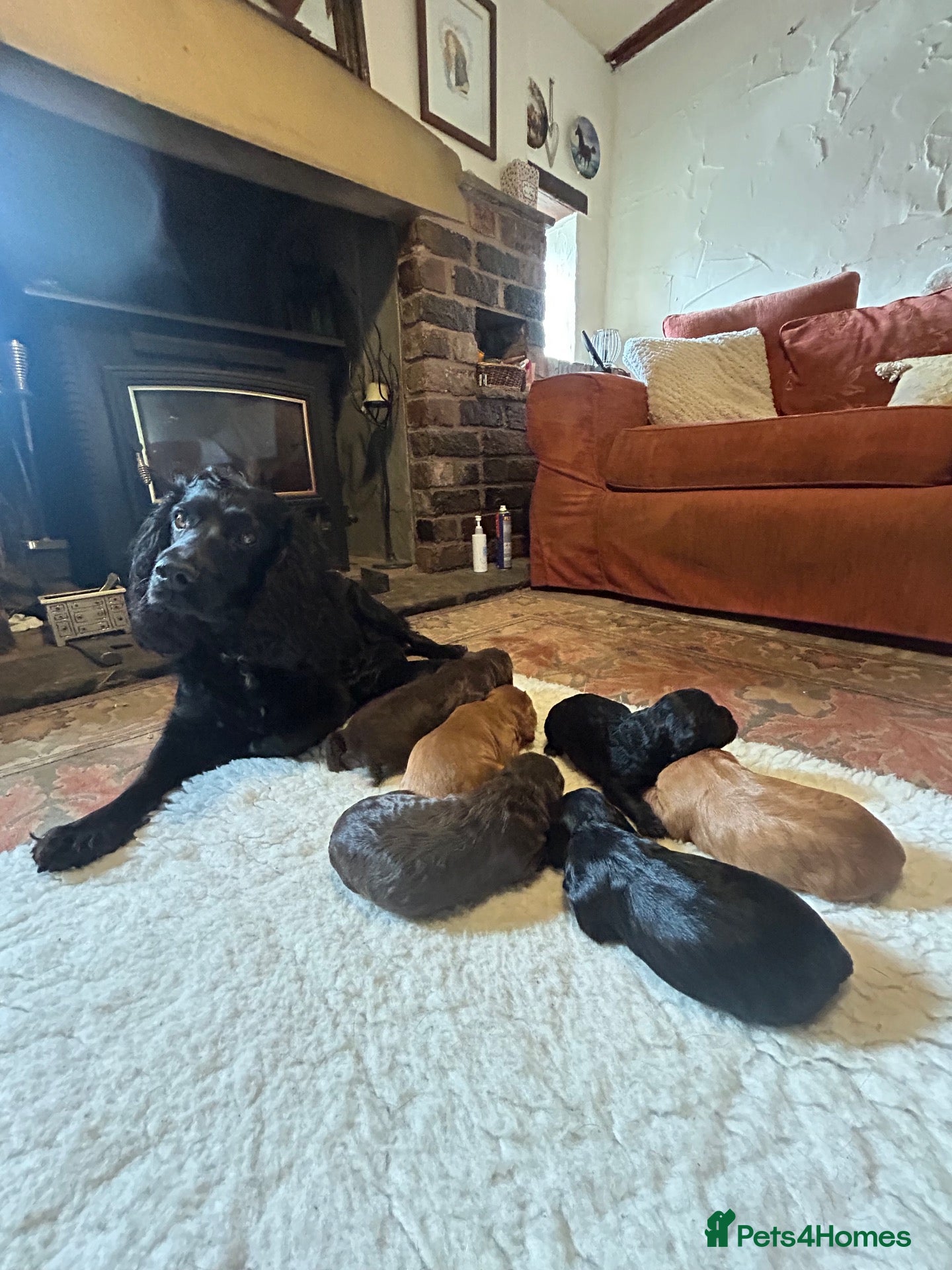 Cocker Spaniel dogs Working cocker spaniels - Advert 2
