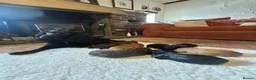 Cocker Spaniel dogs for sale: Working cocker spaniels - Advert 1