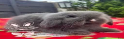 Mini Lion Lop rabbits for sale: Stunning TeddyWidder Babies - Advert 4