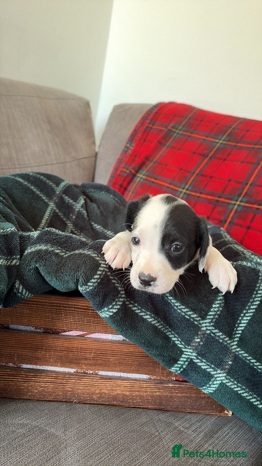 Mixed Breed dogs 🏡Beautiful springer spaniel x collie whippet grey - Advert 1