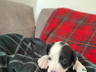 Mixed Breed dogs 🏡Beautiful springer spaniel x collie whippet grey - Advert 1