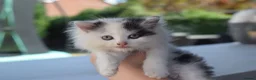 Mixed Breed cats for sale: 3 FLUFFIEST black & white kittens! 2 female 1 male - Advert 1