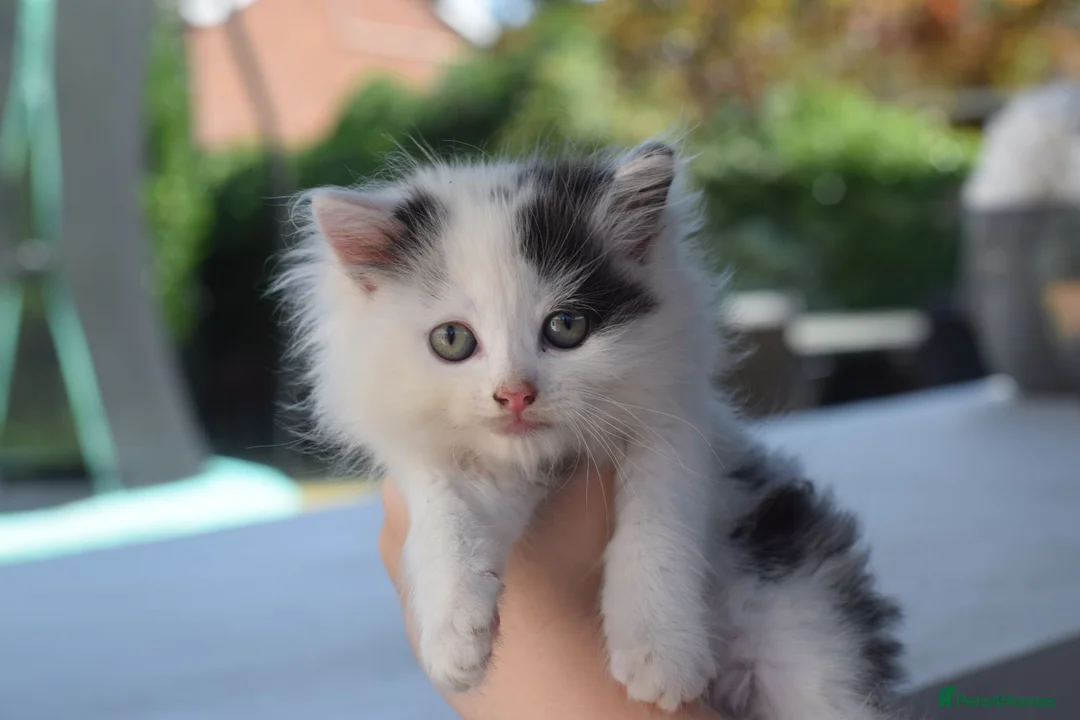Mixed Breed cats for sale: 3 FLUFFIEST black & white kittens! 2 female 1 male - Advert 1