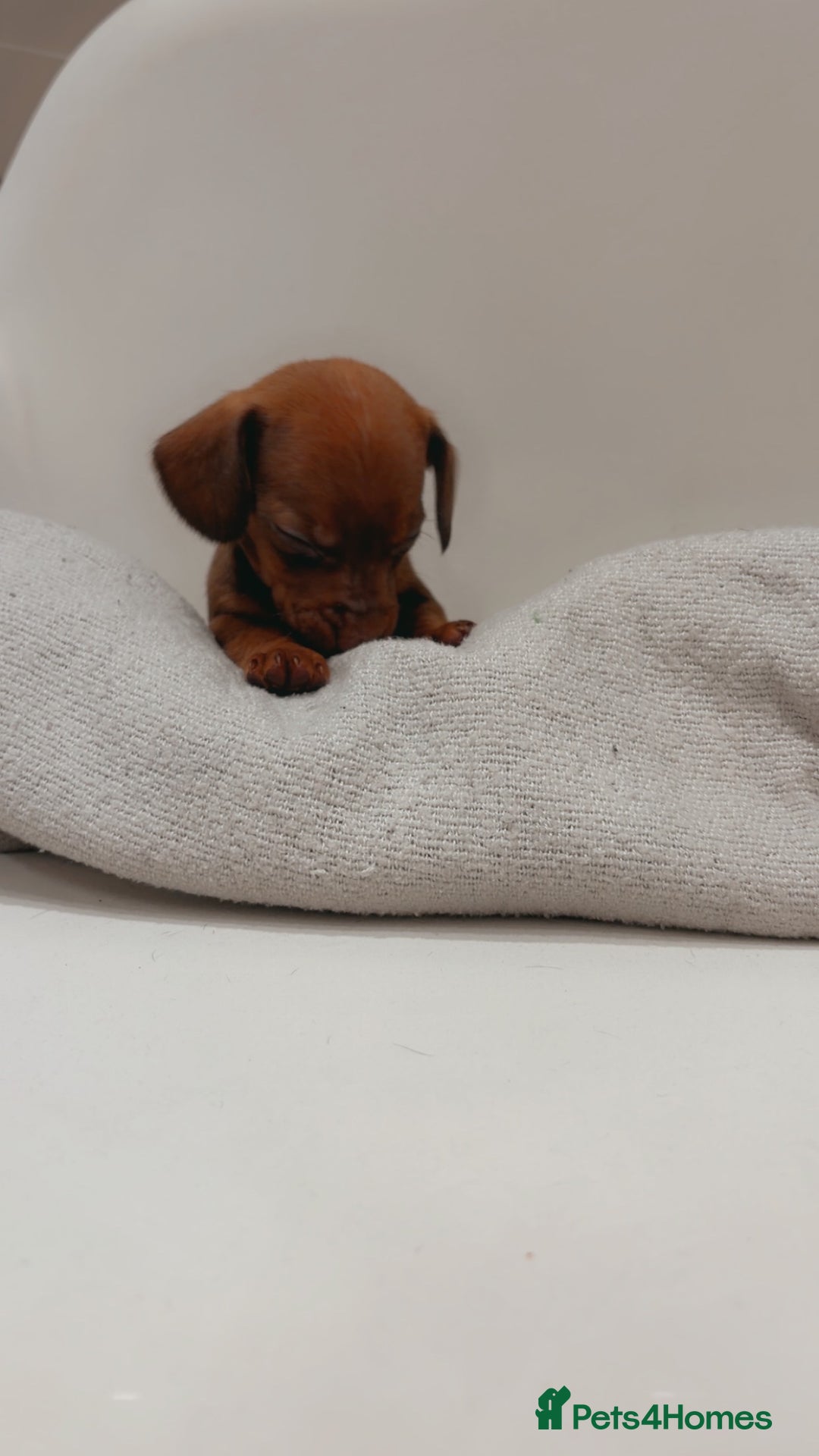 Dachshund dogs for sale: Sausage dog puppies  - Advert 4
