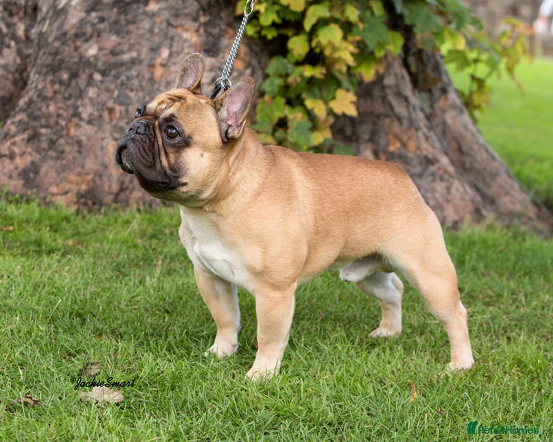 French Bulldog dogs for stud: Henri show winning red fawn stud  - Advert 7