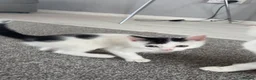 Mixed Breed cats for sale: 3 kittens ready to find their forever homes  in Glasgow - Advert 4