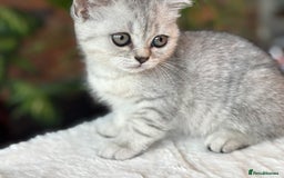 British Shorthair cats for sale: 💎Rare Silver & Spotted BSH Kittens ns 12 & n 24🐾 - Image 29