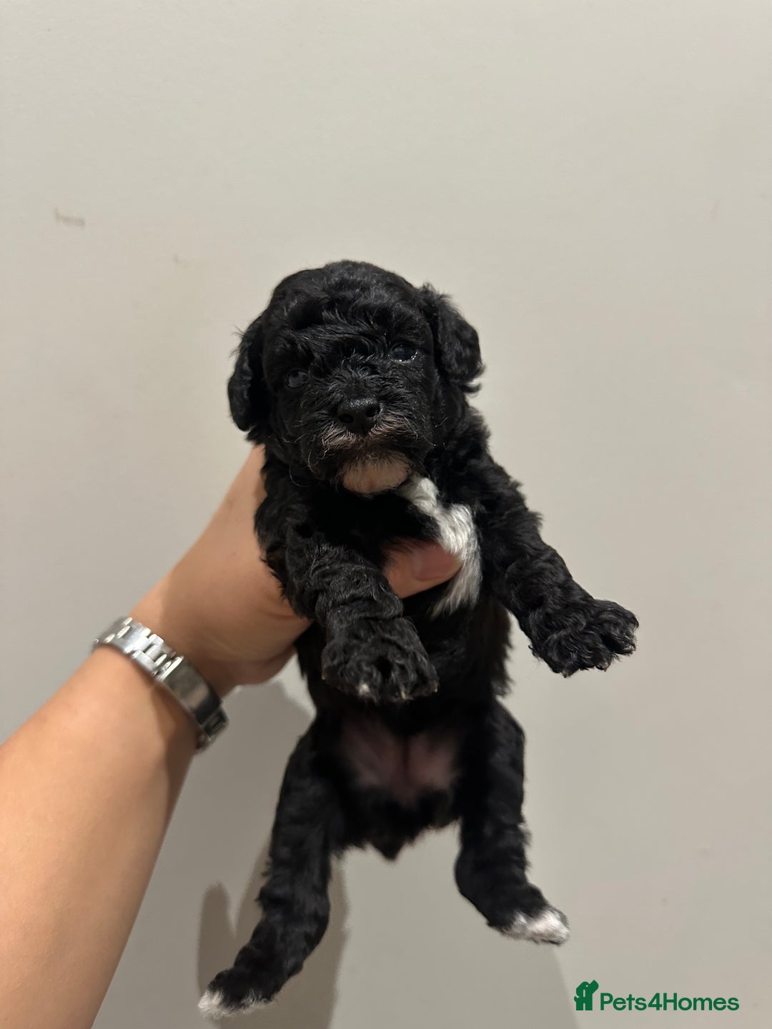 Toy Poodle dogs for sale: Kc Tiny toy poodles DNA 🧬 clear  - Advert 31