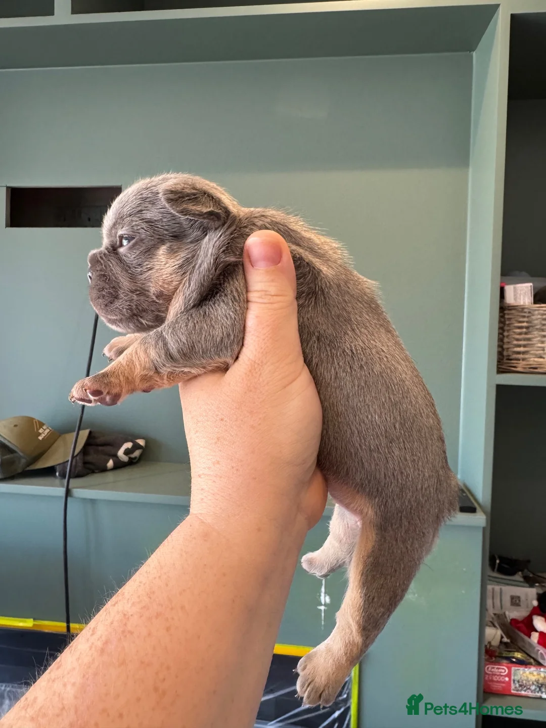 French Bulldog dogs for sale: HEALTH TESTED QUALITY FRENCH BULLDOG PUPPIES in Wallsend - Advert 1