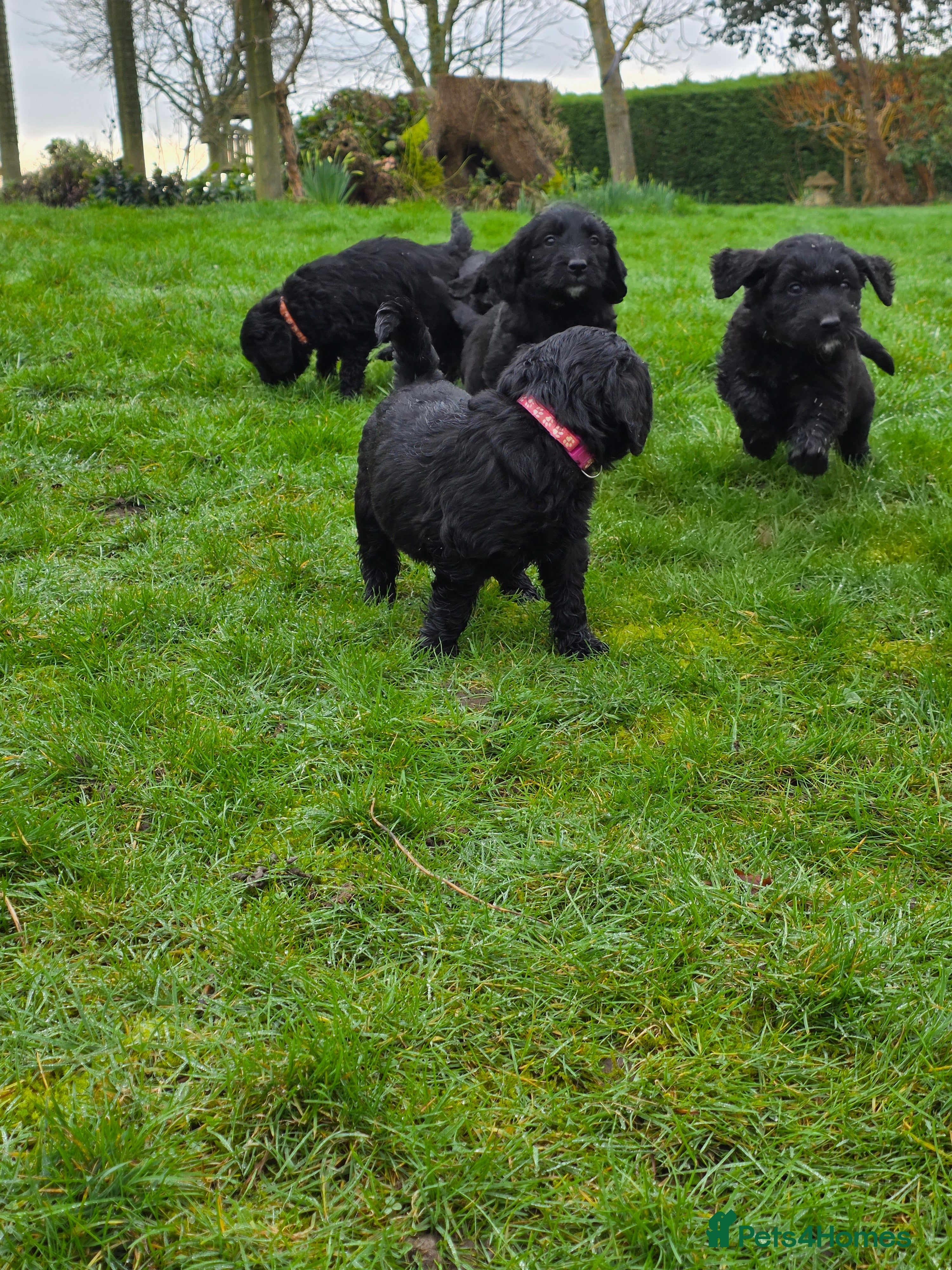 Goldendoodle dogs Outstanding F1 Goldendoodle Puppies - Advert 18