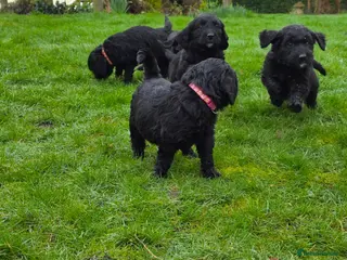 Goldendoodle dogs Outstanding F1 Goldendoodle Puppies - Advert 18