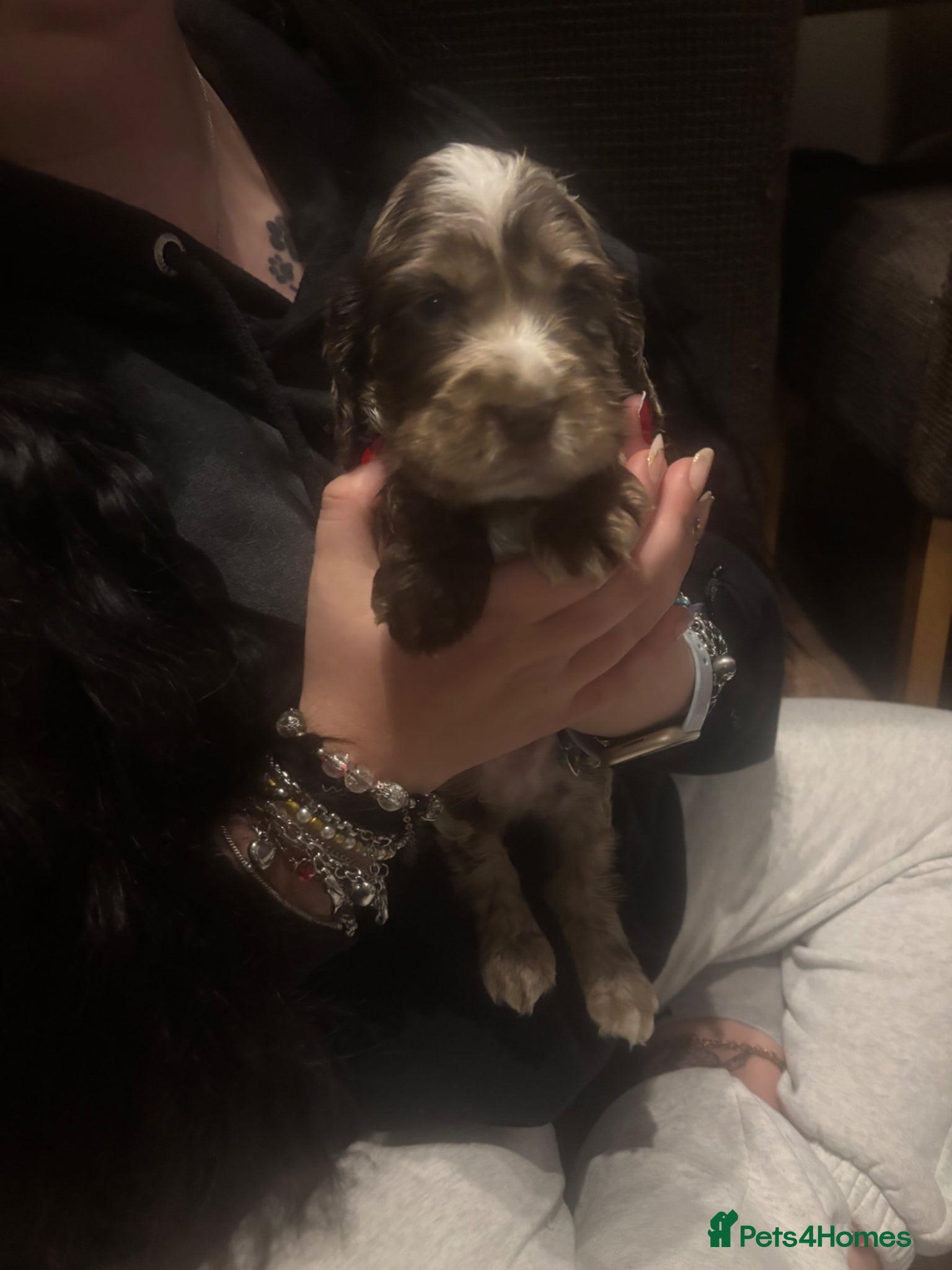 Cocker Spaniel dogs Cocker spaniels - Advert 15