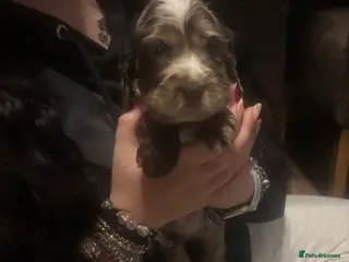 Cocker Spaniel dogs Cocker spaniels - Advert 15