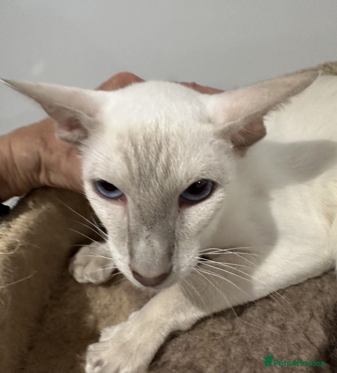 Siamese cats for sale: Sweet Siamese Female Lilac Point Active Register - Advert 2