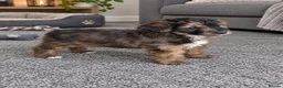 Cockapoo dogs for sale: Toys cockapoos - Advert 5