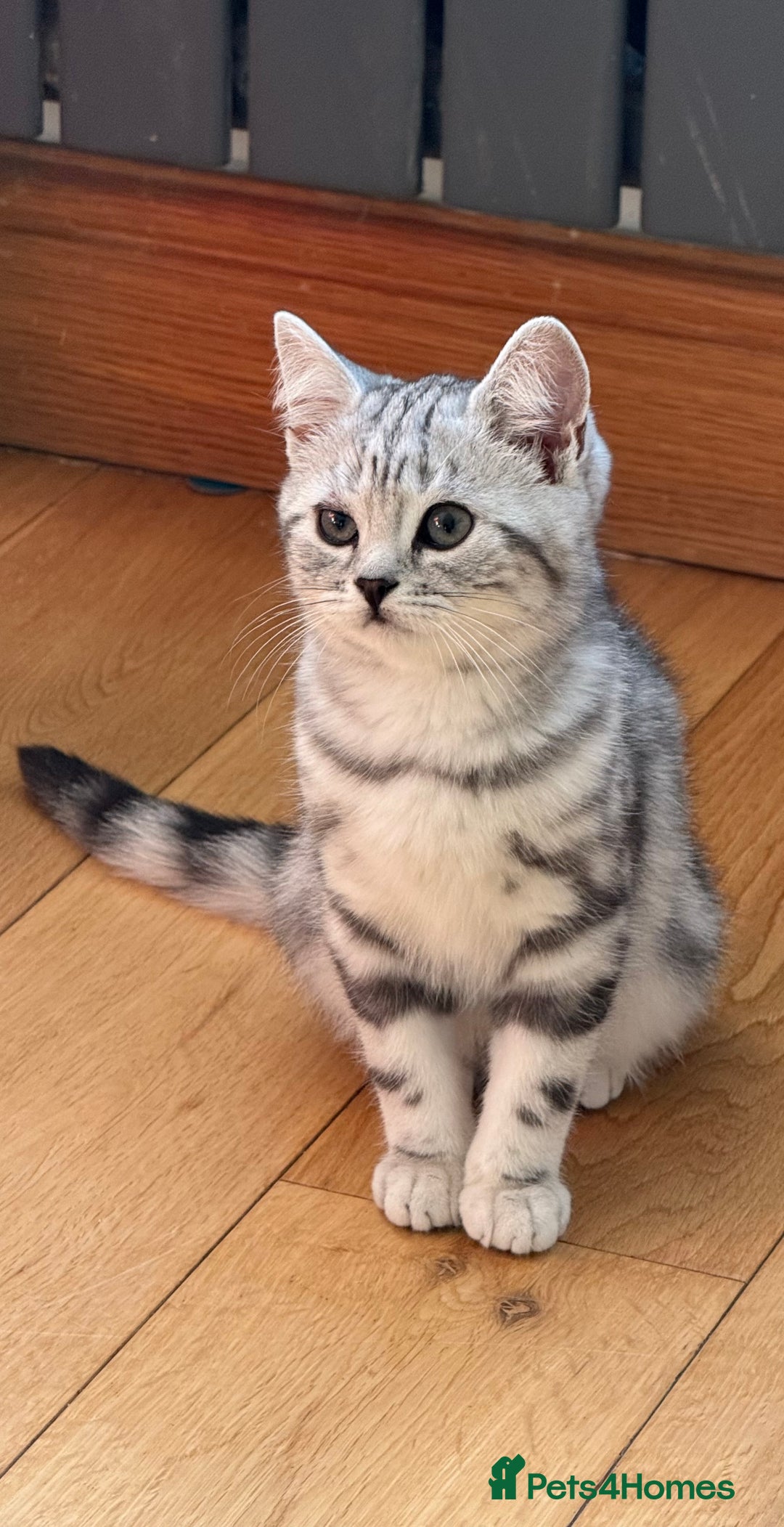 British Shorthair cats for sale: Two stunning loving black silver tabby BSH females - Advert 6