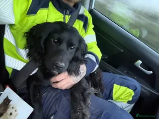 Cocker Spaniel dogs Meet Monty - Advert 1