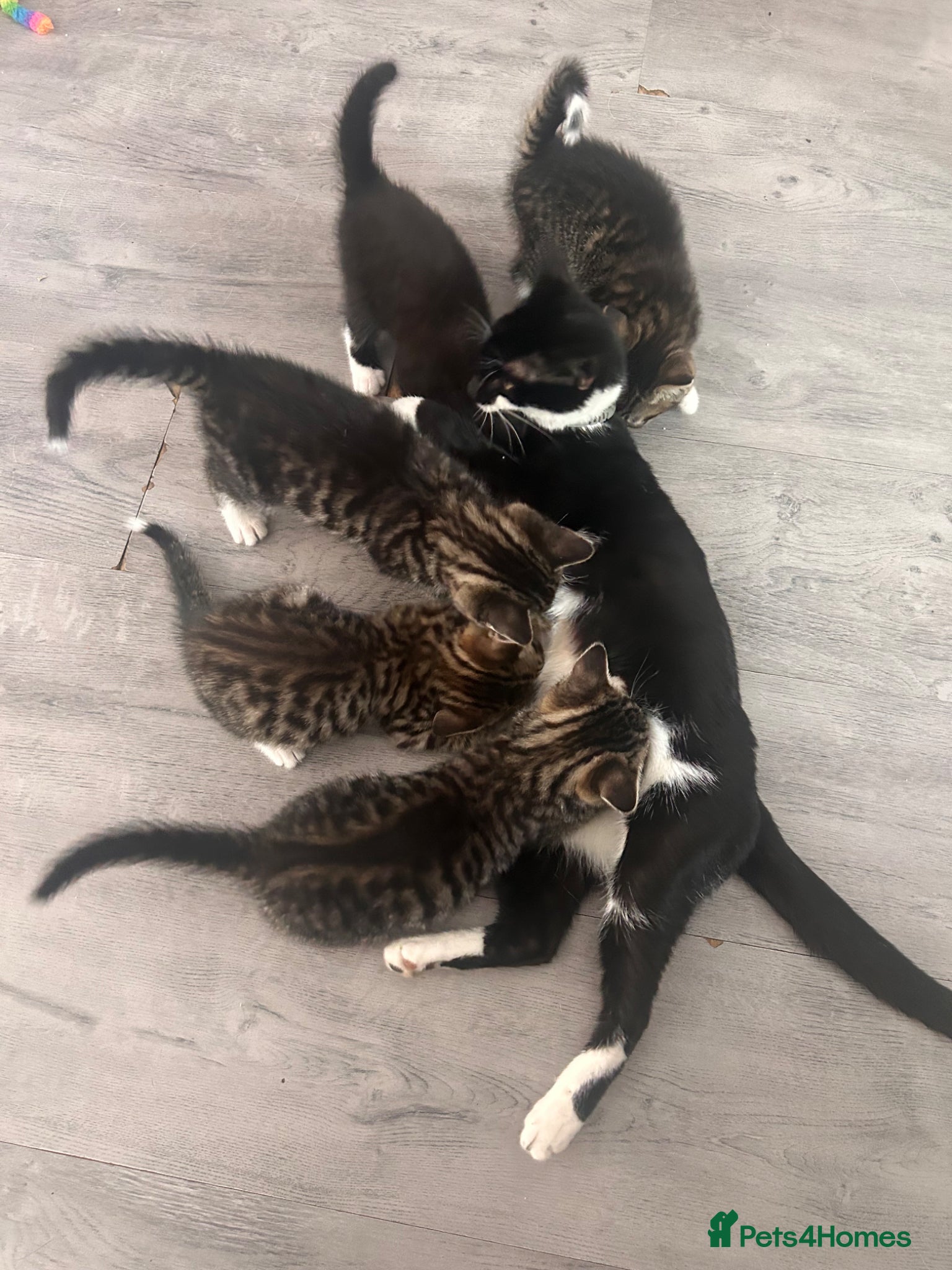 Mixed Breed cats Kitten - Advert 10