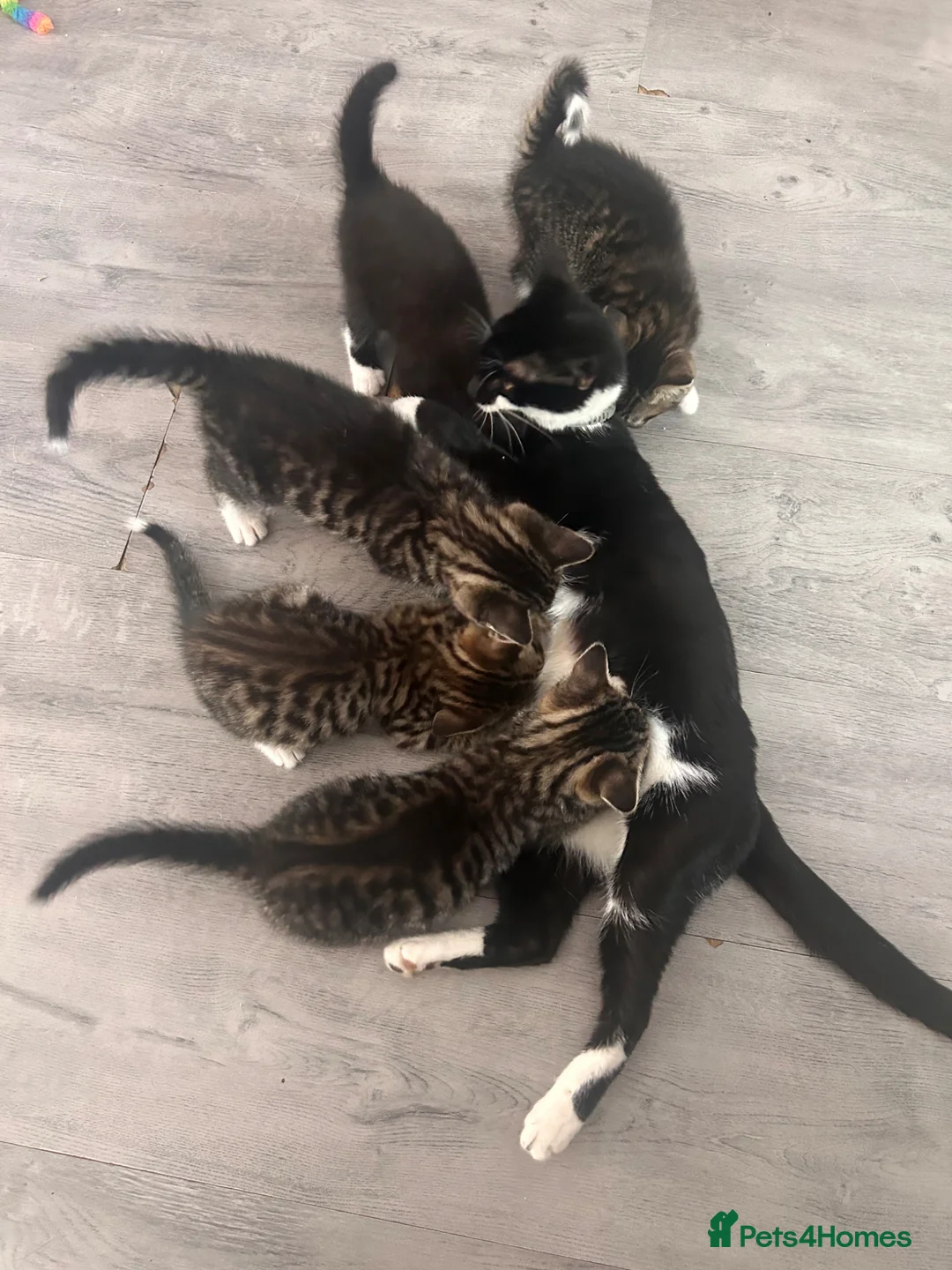 Mixed Breed cats for sale: Kitten in Manchester - Advert 1