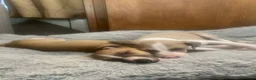 Italian Greyhound dogs for sale: Italian greyhounds in Doncaster - Advert 9