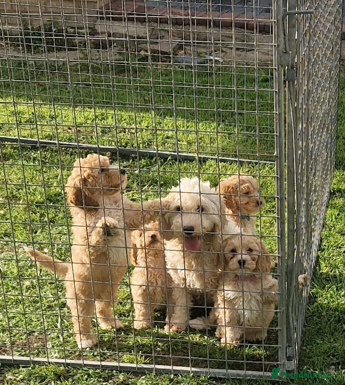 Cockapoo dogs Cockapoo puppies - Advert 3