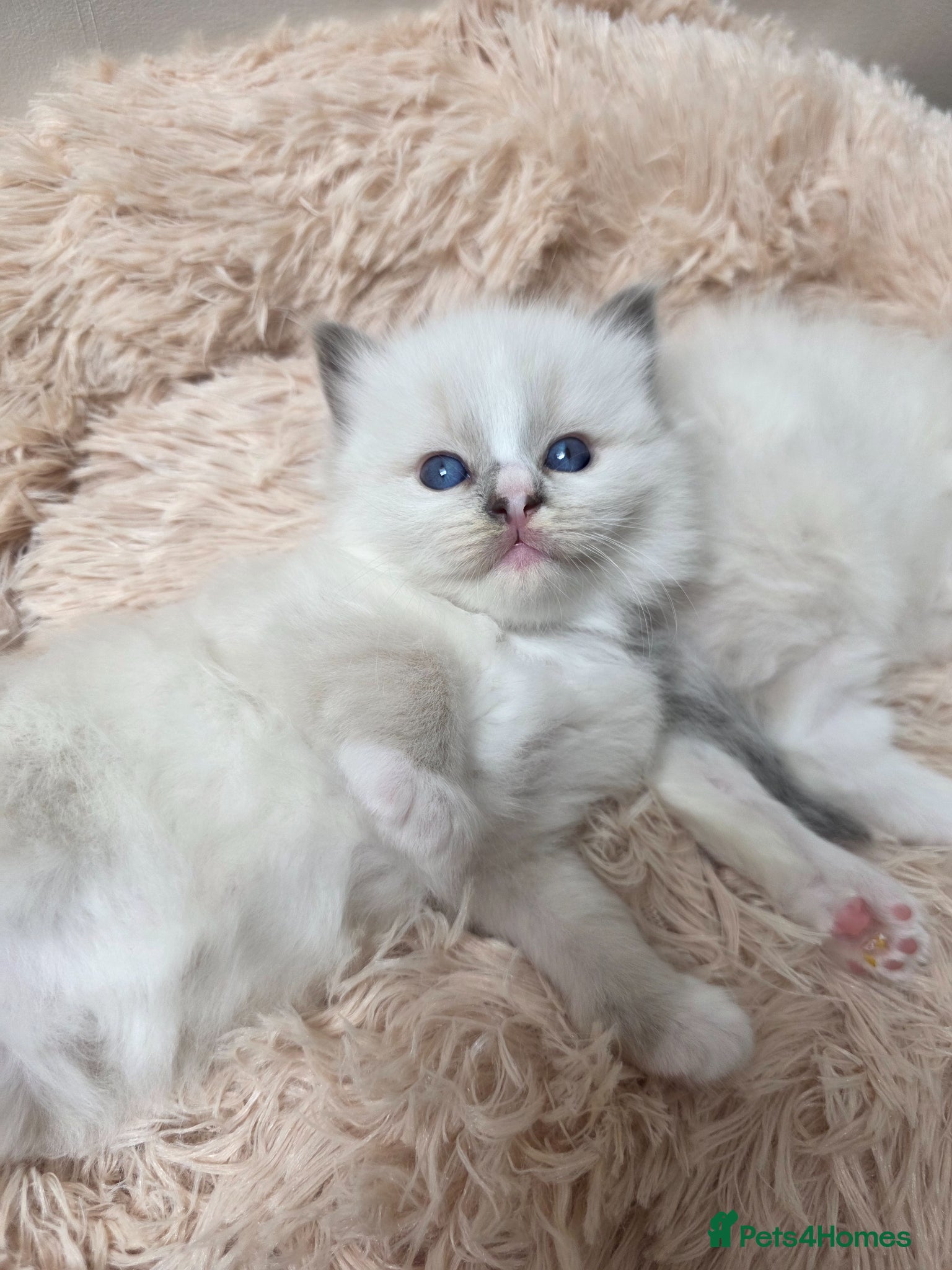 Ragdoll cats GCCF registered Ragdoll kittens  - Advert 2
