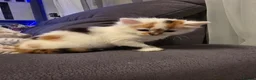 Mixed Breed cats for sale: White ginger and bronze fluffy girl - Advert 13