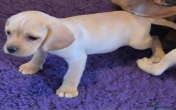 Mixed Breed dogs for sale: Pug x king charles cavalier  - Image 2