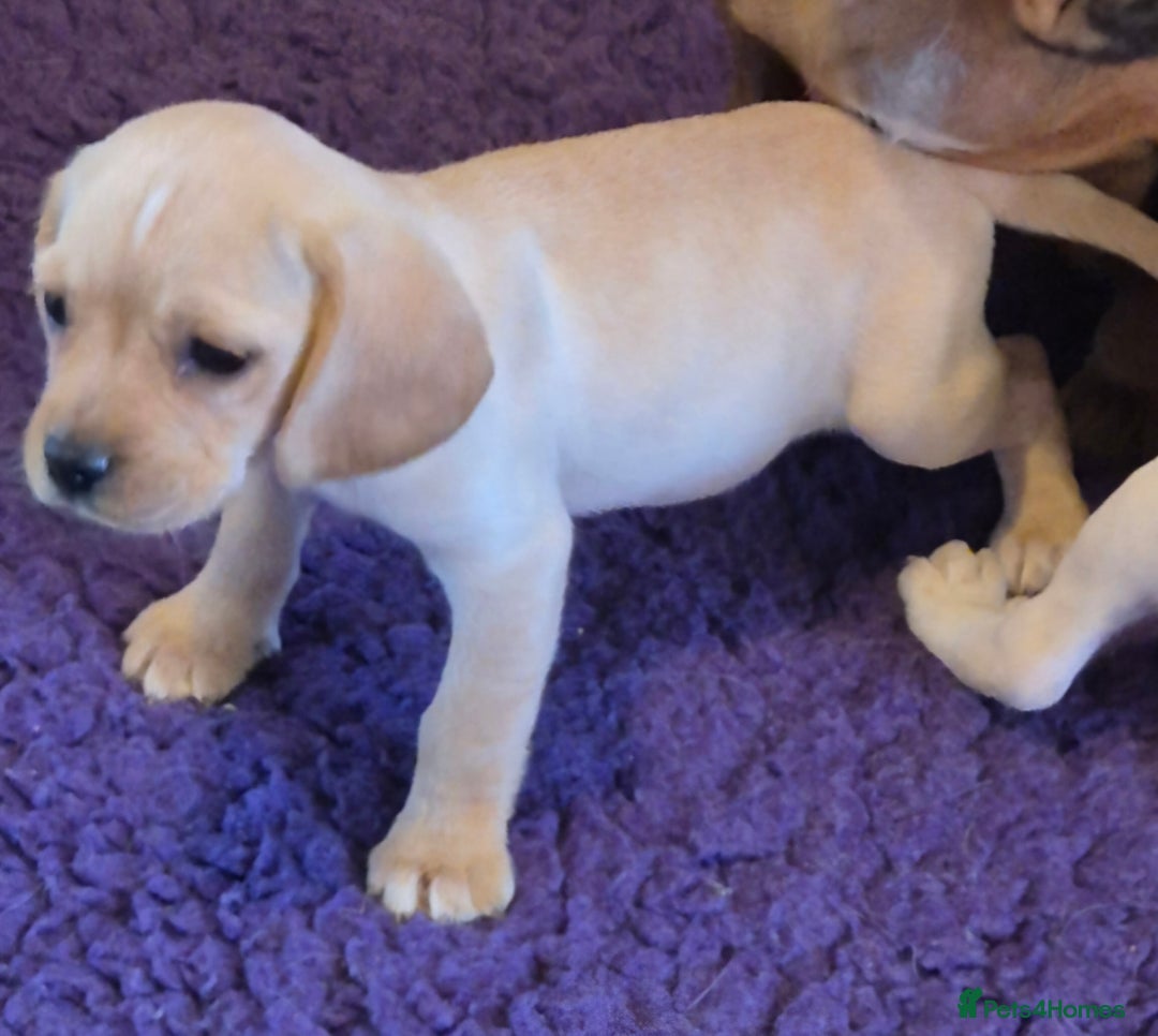 Mixed Breed dogs for sale: Pug x king charles cavalier  - Image 2