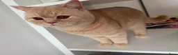 British Shorthair cats for sale: Fully active cream British made  - Advert 6