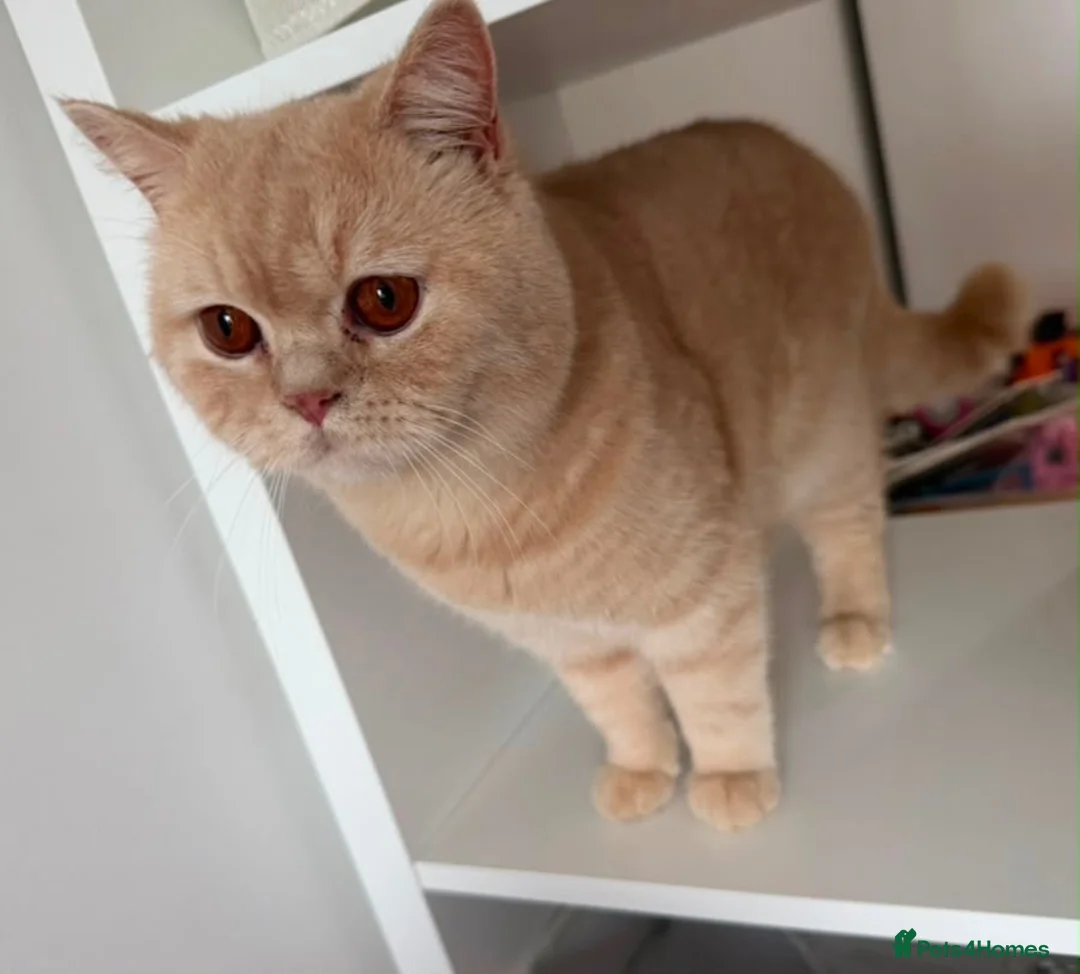 British Shorthair cats for sale: Fully active cream British made  - Advert 6