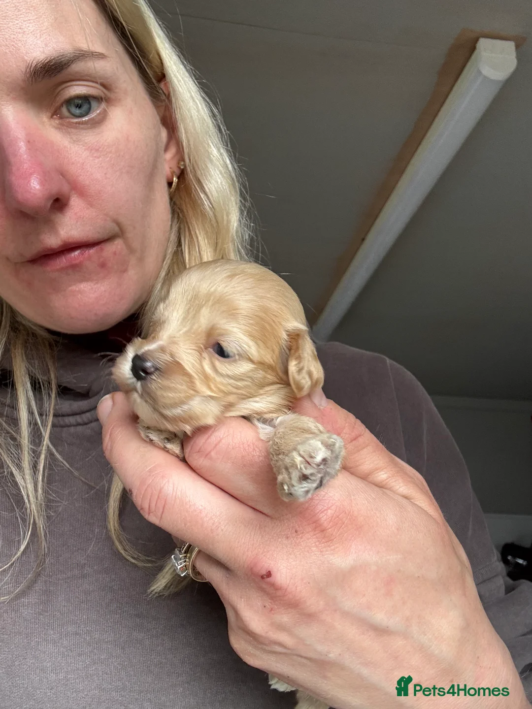 Cockapoo dogs for sale: 🩶 Beautiful Cockapoo Puppies 🩶 - Advert 2