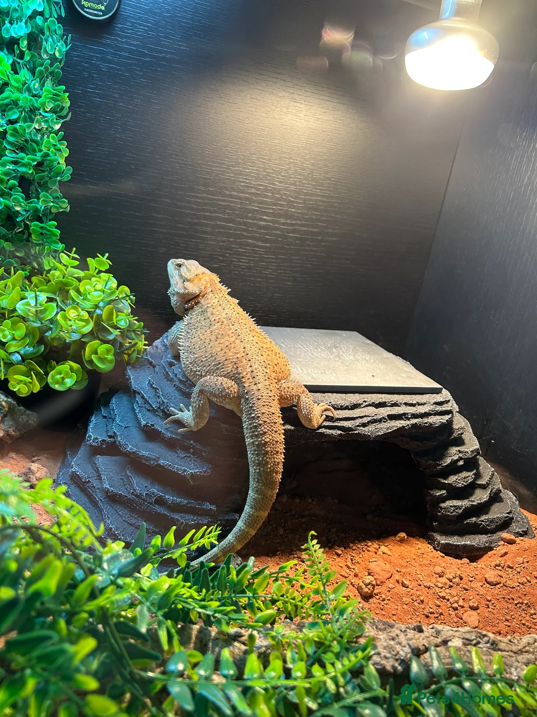 Bearded Dragon reptiles for sale: Bearded Dragon full set up - Advert 8